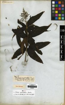 Type specimen at Edinburgh (E). Mathews, Andrew: 1724. Barcode: E00285837.
