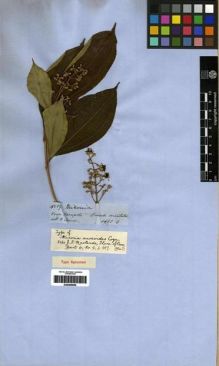Type specimen at Edinburgh (E). Spruce, Richard: 4519. Barcode: E00285846.