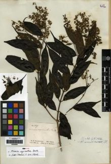Type specimen at Edinburgh (E). Schomburgk, Robert: 507. Barcode: E00285850.