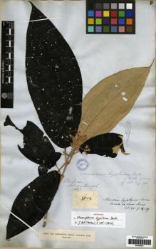 Type specimen at Edinburgh (E). Schomburgk, Robert: 392. Barcode: E00285851.