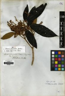 Type specimen at Edinburgh (E). Gardner, George: 183. Barcode: E00285852.