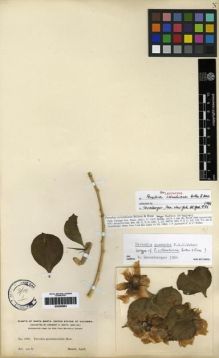 Type specimen at Edinburgh (E). Smith, Herbert: 1886. Barcode: E00285863.