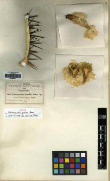 Type specimen at Edinburgh (E). Pringle, Cyrus: 6696. Barcode: E00285864.
