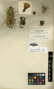 Type specimen at Edinburgh (E). Bang, Miguel: 18. Barcode: E00285865.