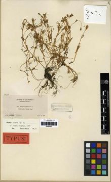Type specimen at Edinburgh (E). Heller, Amos; Brown, H.: 5313. Barcode: E00285870.