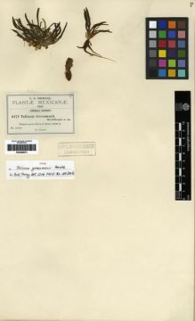 Type specimen at Edinburgh (E). Pringle, Cyrus: 6472. Barcode: E00285873.