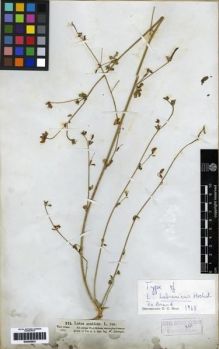 Type specimen at Edinburgh (E). Schimper, Georg: 214. Barcode: E00285921.