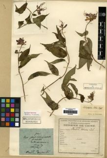Type specimen at Edinburgh (E). Maire, Edouard-Ernest: . Barcode: E00285935.