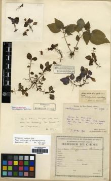 Type specimen at Edinburgh (E). Bodinier, Emile: 2393. Barcode: E00285940.