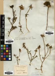 Type specimen at Edinburgh (E). Gillies, John: . Barcode: E00285945.
