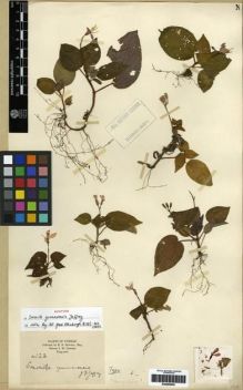 Type specimen at Edinburgh (E). Howell, E.: 123. Barcode: E00285950.