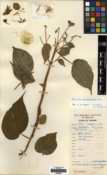 Type specimen at Edinburgh (E). Yu, Tse-tsun: 17244. Barcode: E00285952.