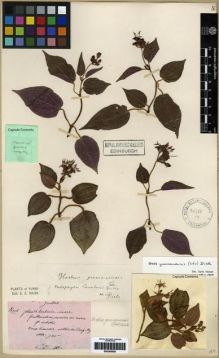 Type specimen at Edinburgh (E). Maire, Edouard-Ernest: . Barcode: E00285958.