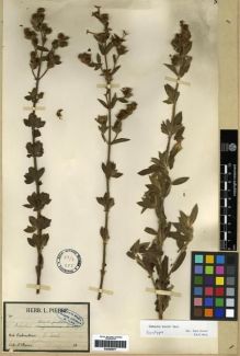 Type specimen at Edinburgh (E). Pierre, Jean: . Barcode: E00285977.