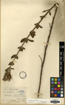 Type specimen at Edinburgh (E). Thorel, Clovis: 712. Barcode: E00285978.