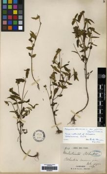 Type specimen at Edinburgh (E). Thorel, Clovis: 914. Barcode: E00285979.