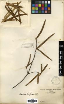 Type specimen at Edinburgh (E). Maire, Edouard-Ernest: 2099. Barcode: E00285984.