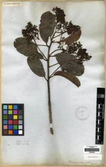 Type specimen at Edinburgh (E). Wallich, Nathaniel: 669. Barcode: E00285988.