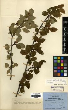 Type specimen at Edinburgh (E). Ludlow, Frank; Sherriff, George; Taylor, George: 5533. Barcode: E00285991.
