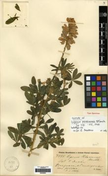 Type specimen at Edinburgh (E). Dusén, Per: 7795. Barcode: E00285994.