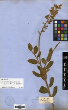 Type specimen at Edinburgh (E). Gardner, George: 4500. Barcode: E00285995.