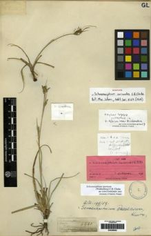 Type specimen at Edinburgh (E). Zeyher, Carl: 4440. Barcode: E00286062.