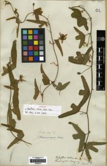 Type specimen at Edinburgh (E). Tweedie, John: . Barcode: E00286122.