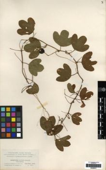 Type specimen at Edinburgh (E). Lindheimer, Ferdinand: 817. Barcode: E00286212.