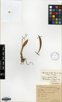 Type specimen at Edinburgh (E). Esquirol, Joseph: 2092. Barcode: E00286231.