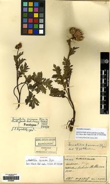 Type specimen at Edinburgh (E). Faurie, Urbain: 1960. Barcode: E00286685.