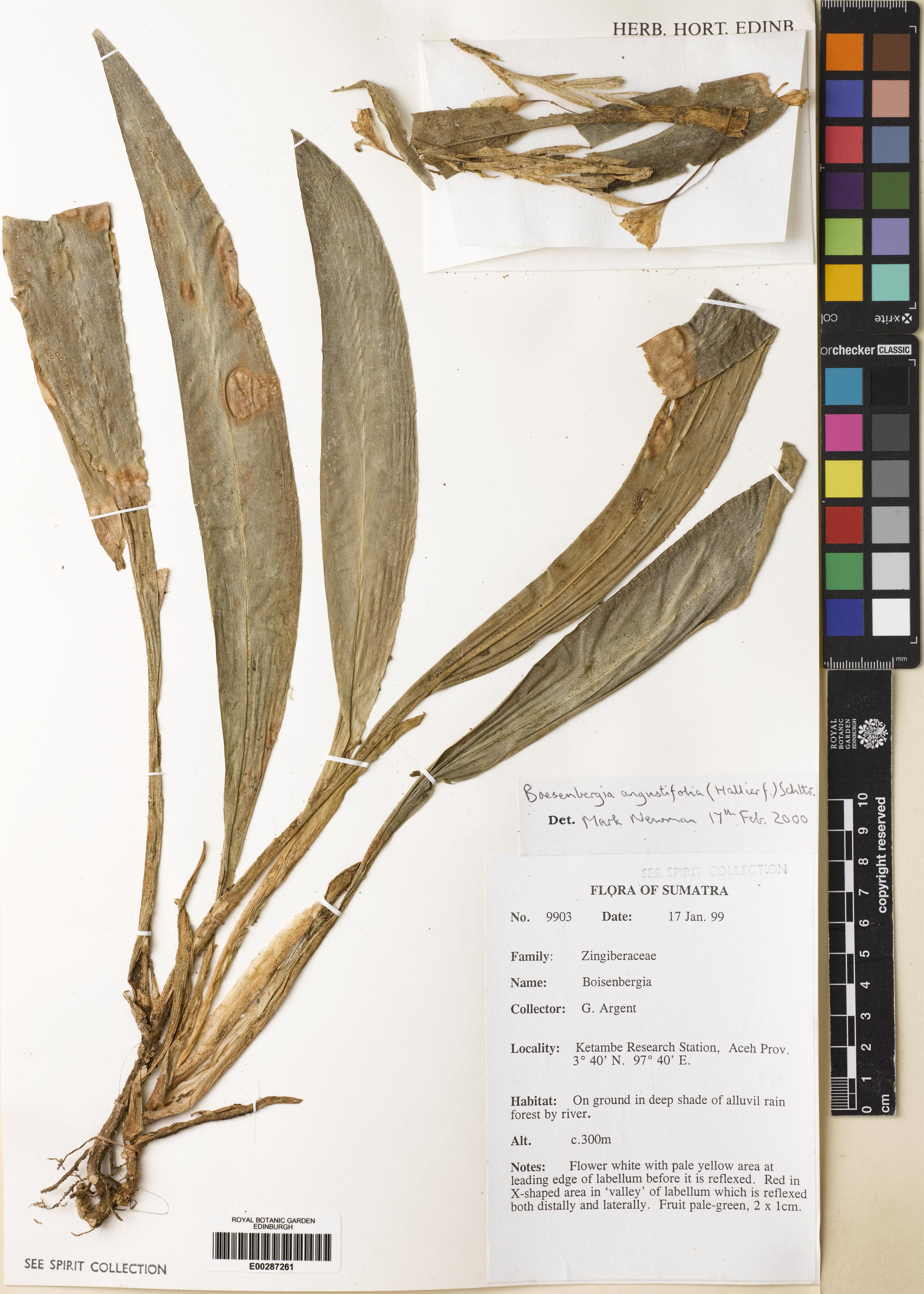 Boesenbergia angustifolia (Boesenbergia angustifolia)