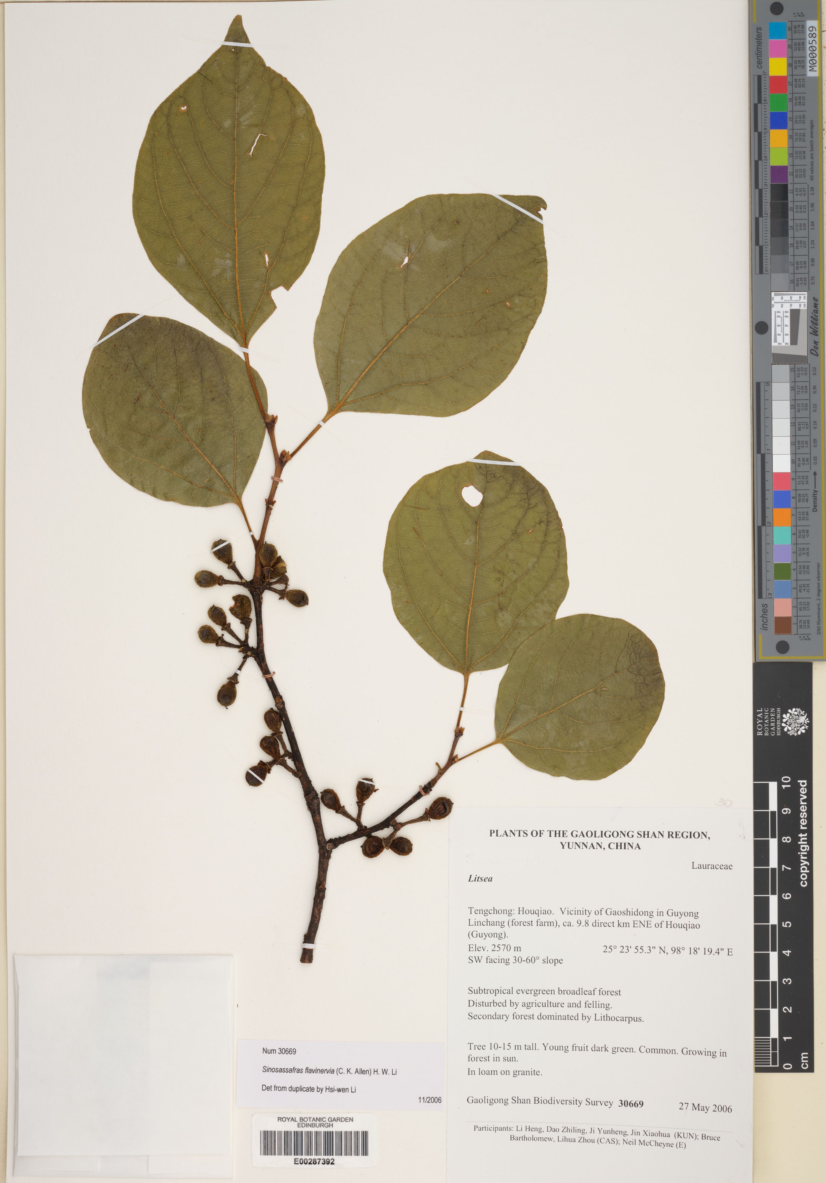 Lindera flavinervia (Lindera flavinervia)