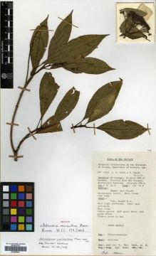 Type specimen at Edinburgh (E). Croft, James; Katik, Paul: 15541. Barcode: E00288001.