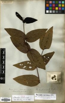 Type specimen at Edinburgh (E). Wallich, Nathaniel: 4100(E). Barcode: E00288005.
