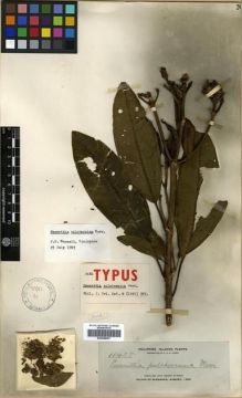 Type specimen at Edinburgh (E). Elmer, Adolph: 11425. Barcode: E00288007.