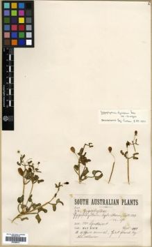 Type specimen at Edinburgh (E). Koch, Max: 332. Barcode: E00288013.