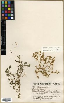 Type specimen at Edinburgh (E). Koch, Max: 457. Barcode: E00288014.