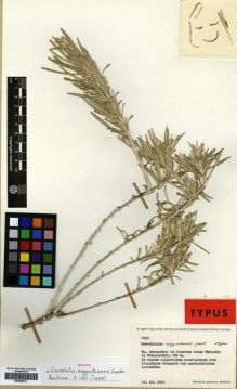 Type specimen at Edinburgh (E). Greuter, Werner: 7802. Barcode: E00288017.