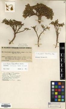 Type specimen at Edinburgh (E). Von Heldreich, Theodor: 961. Barcode: E00288018.