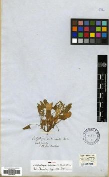 Type specimen at Edinburgh (E). Douglas, David: . Barcode: E00288019.