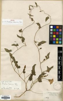 Type specimen at Edinburgh (E). Schimper, Georg: 1357. Barcode: E00288022.