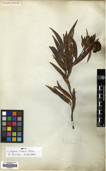 Type specimen at Edinburgh (E). Wallich, Nathaniel: 3596. Barcode: E00288031.
