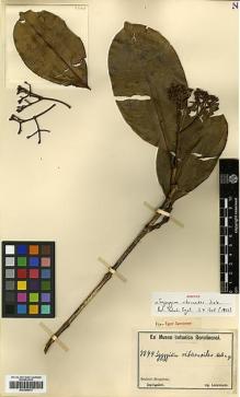 Type specimen at Edinburgh (E). Ledermann, Carl: 7744. Barcode: E00288033.