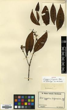 Type specimen at Edinburgh (E). Ledermann, Carl: 7741. Barcode: E00288037.