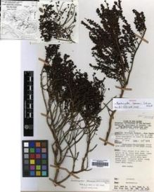 Type specimen at Edinburgh (E). Vinas, N.; Wiakabu, J.: 59357. Barcode: E00288045.