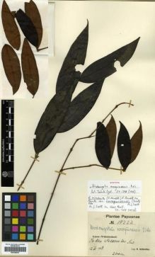 Type specimen at Edinburgh (E). Schlechter, Friedrich: 19223. Barcode: E00288047.