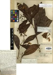 Type specimen at Edinburgh (E). Native Collector Sarawak (NATCOSA): 172. Barcode: E00288049.