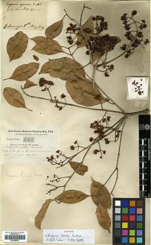 Type specimen at Edinburgh (E). Buchanan-Hamilton, Francis: 1165. Barcode: E00288052.