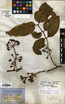 Type specimen at Edinburgh (E). Brown, Robert: 4788. Barcode: E00288062.