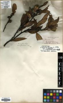 Type specimen at Edinburgh (E). Brown, Robert: . Barcode: E00288073.